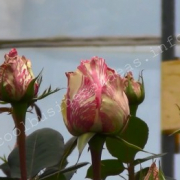 Как заработать на выращивании роз в теплицах 7