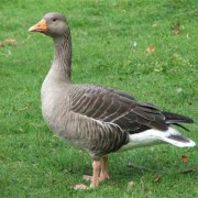 Битва против гусей, или История успеха Geese Police 15