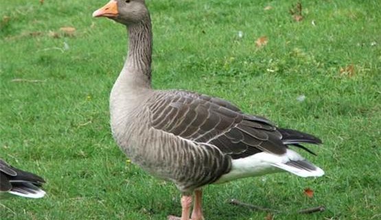 Битва против гусей, или История успеха Geese Police 1