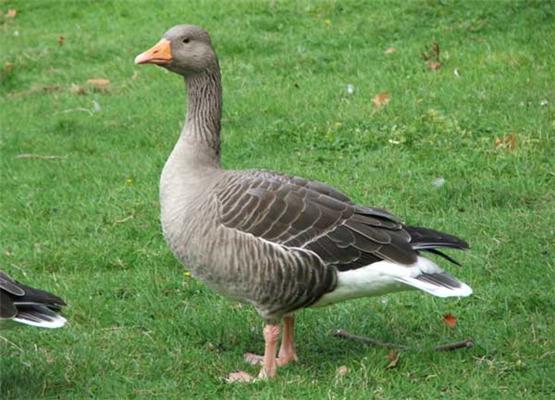 Битва против гусей, или История успеха Geese Police 4
