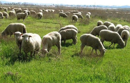 бизнес идея - выращивание овец