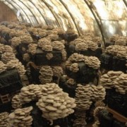Выращиваем вешенки и другие грибы 8