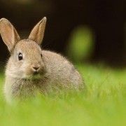 Выгодно ли разведение кроликов? 6