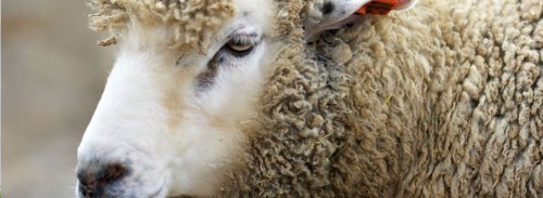 уход и содержание овец