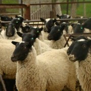 Анализ рентабельности овцеводства 28
