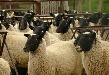Анализ рентабельности овцеводства 1